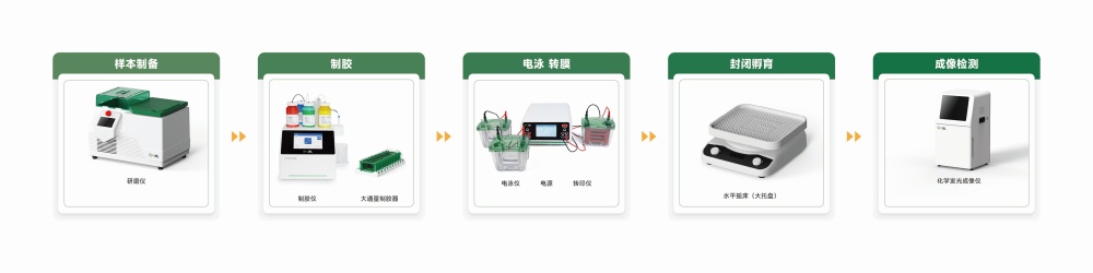 WB实验流程图 20260514(1).jpg