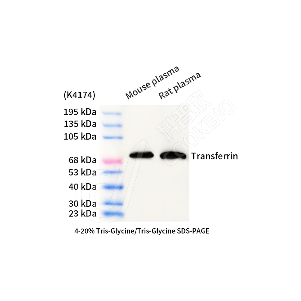 K1333936_Transferrin_d2000_WB.jpg