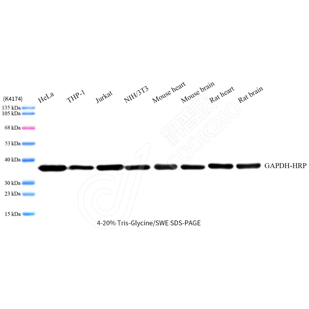 KZ545012-HRP_GAPDH-HRP_WB.jpg