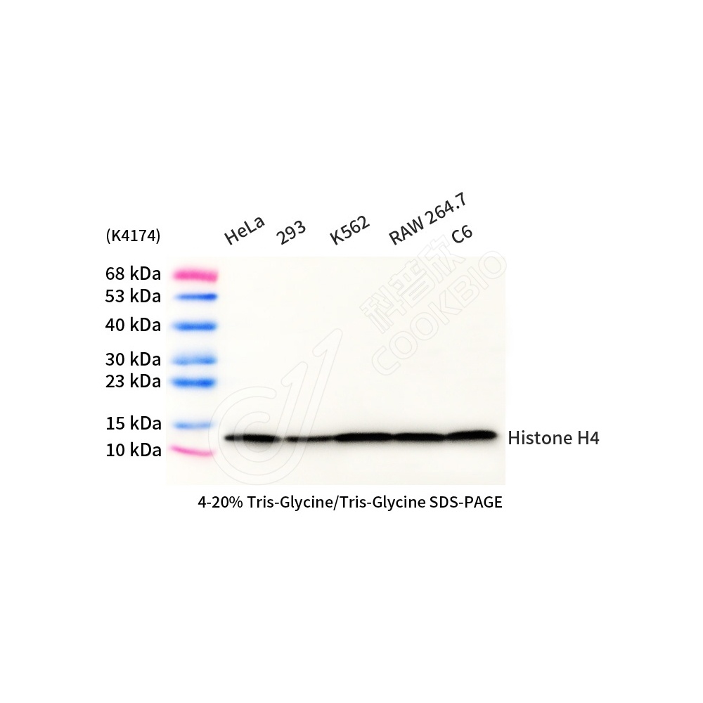 Histone H4_d2000_WB