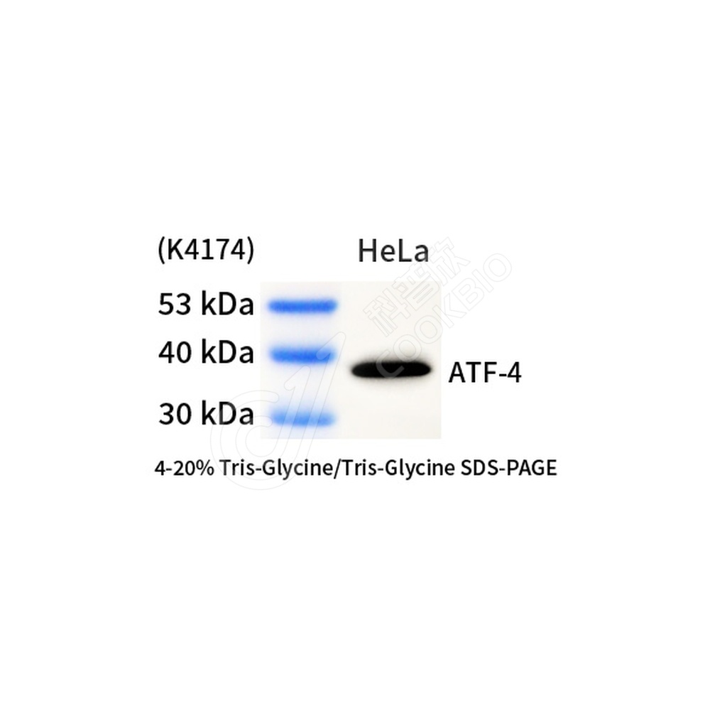 ATF-4_d1000_WB