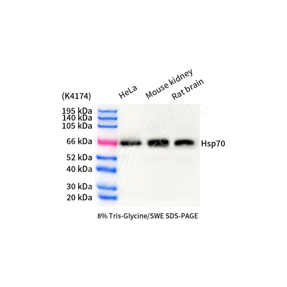 Hsp70_d1000_WB