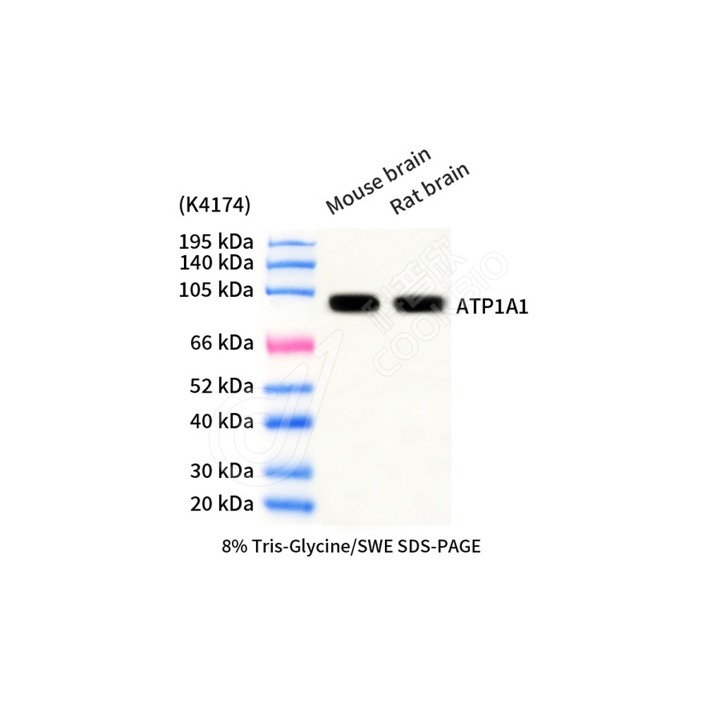 ATP1A1_d1000_WB