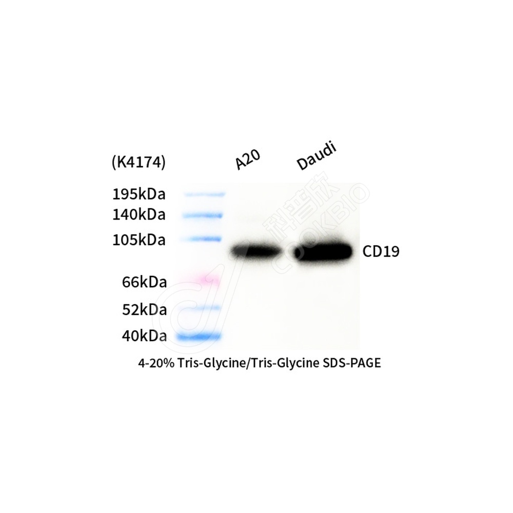 CD19_d1000_WB