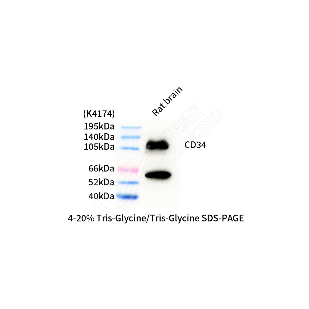CD34_d1000_WB