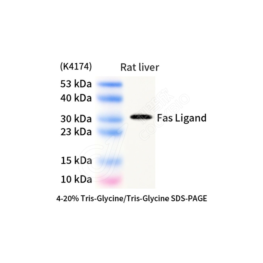 Fas Ligand_d1000_WB
