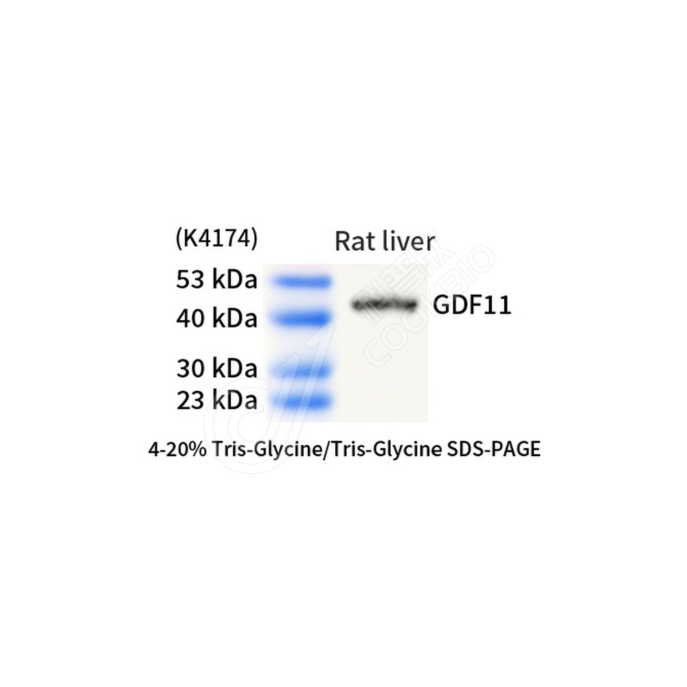 GDF11_d1000_WB