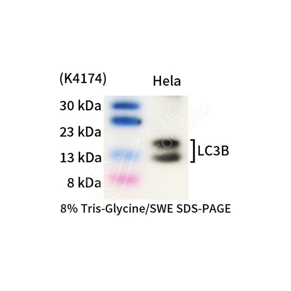 LC3B_d1000_WB