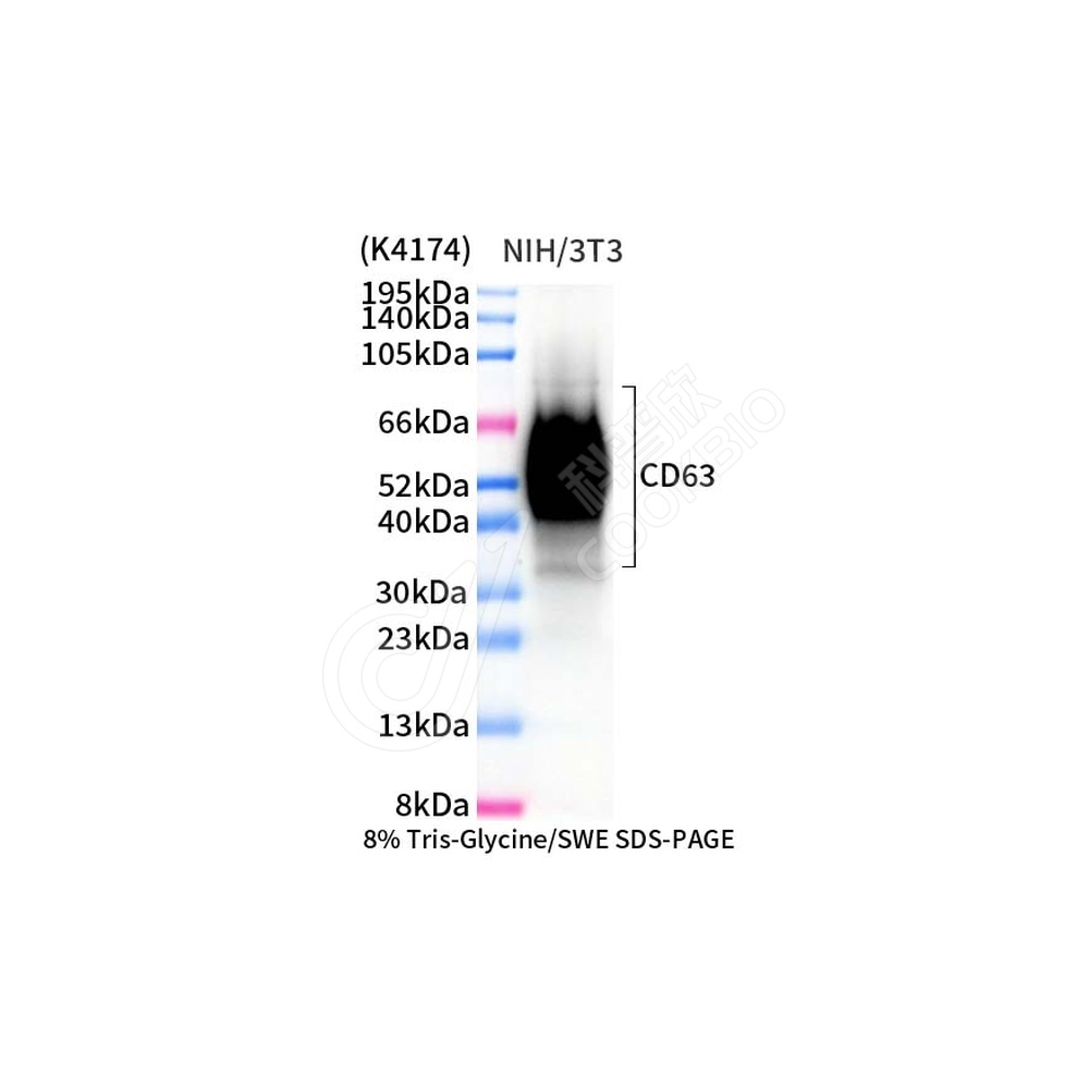 CD63_WB