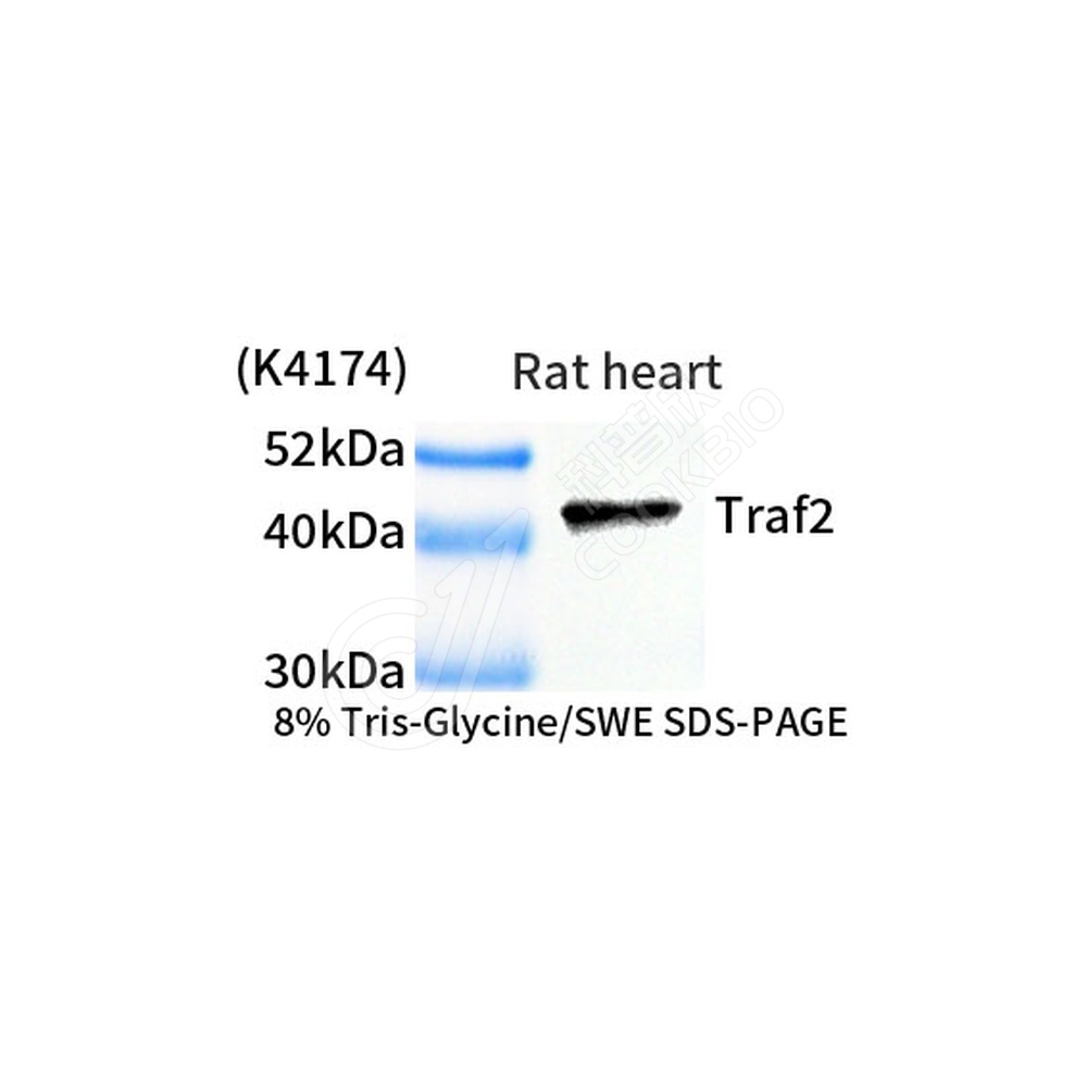 Traf2_WB