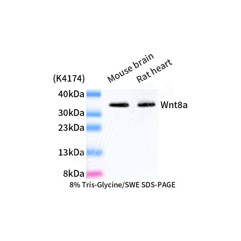 Wnt8a_d1000_WB
