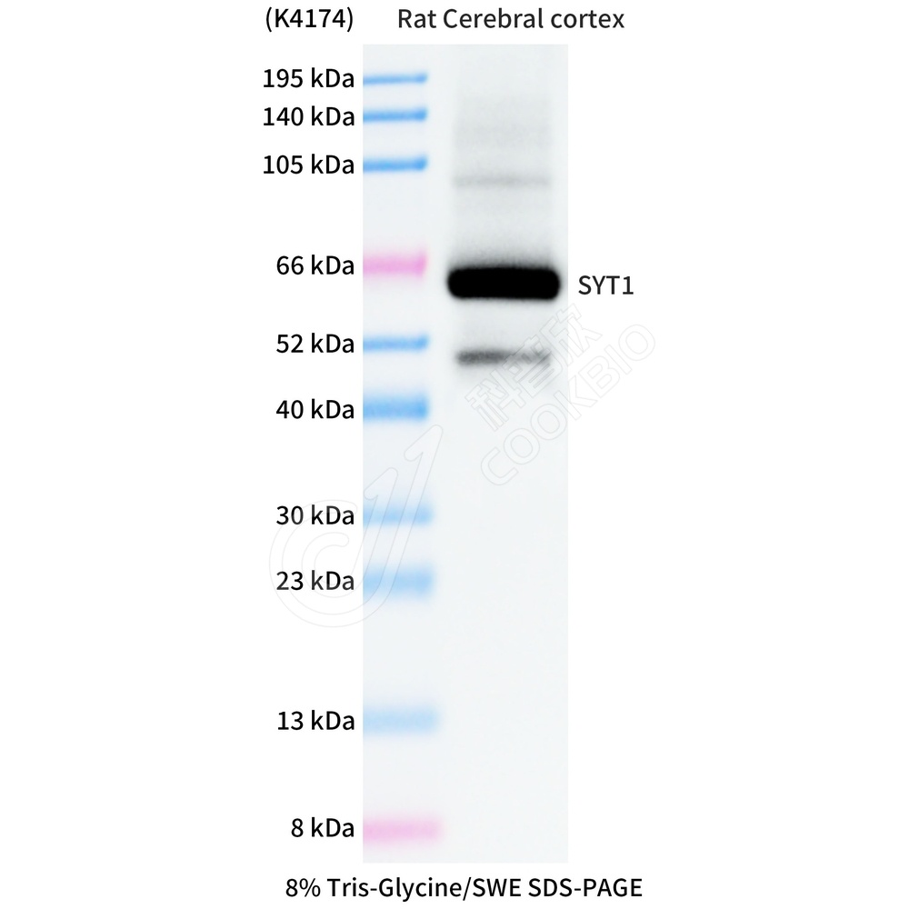 SYT1_WB