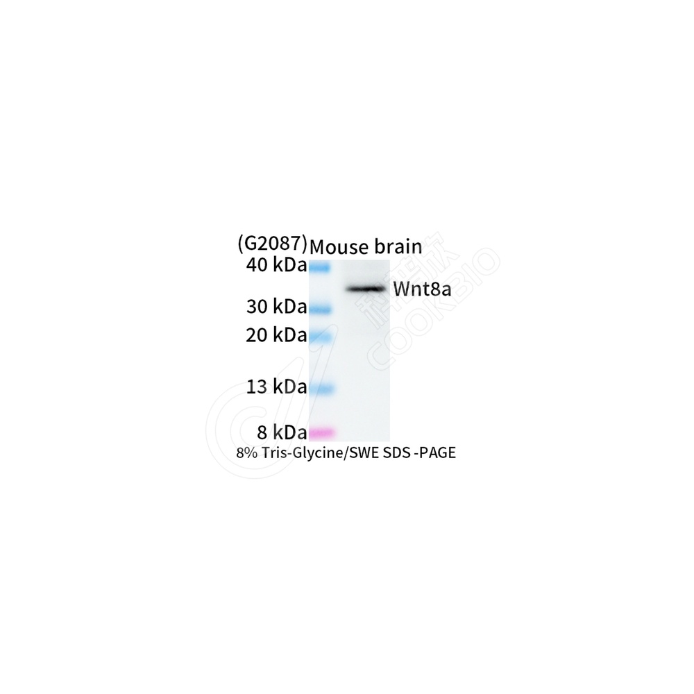 Wnt8a_WB-1