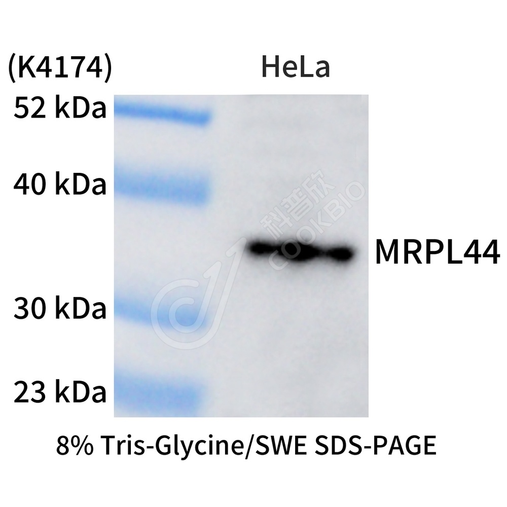 MRPL44_WB