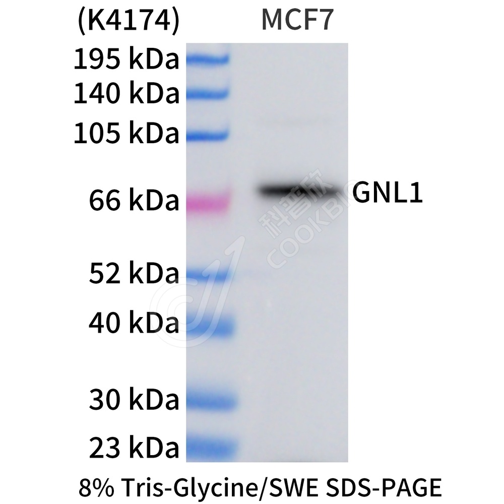 GNL1_WB