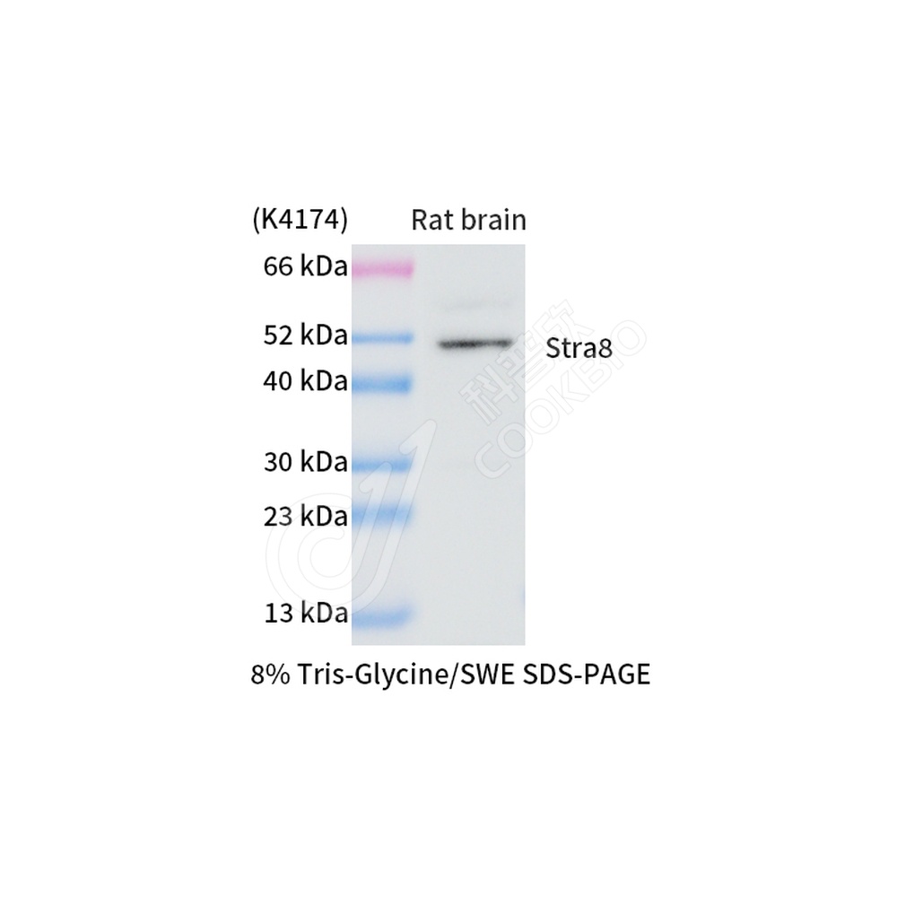 Stra8_WB