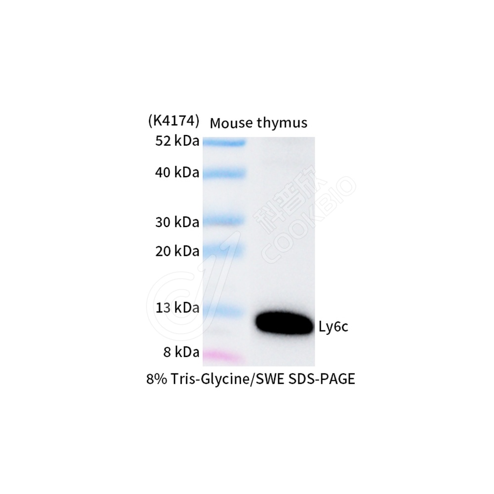 Ly6c_WB