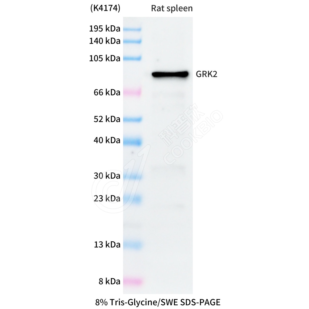 GRK2_WB