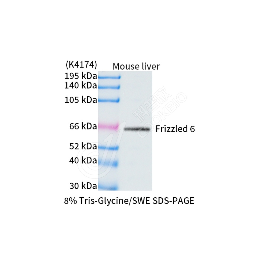 Frizzled 6_WB
