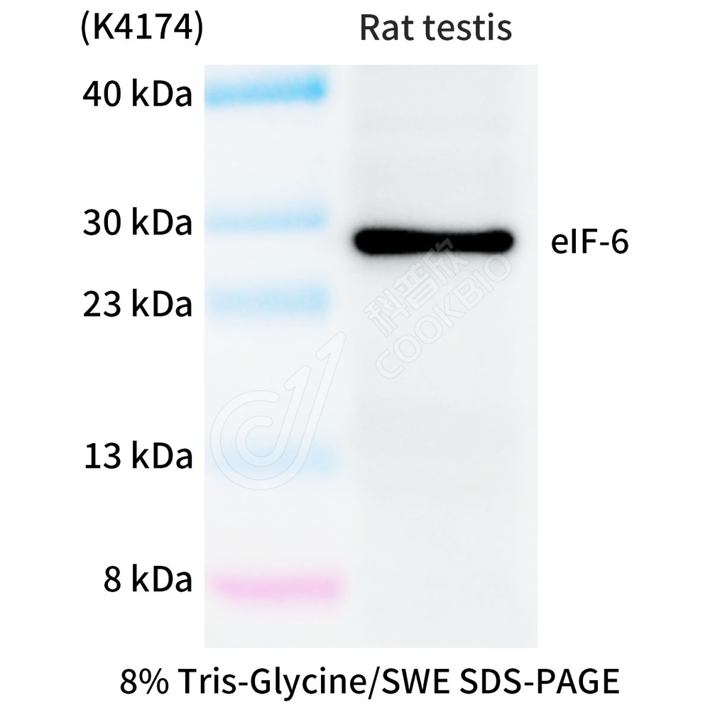 eIF-6_WB
