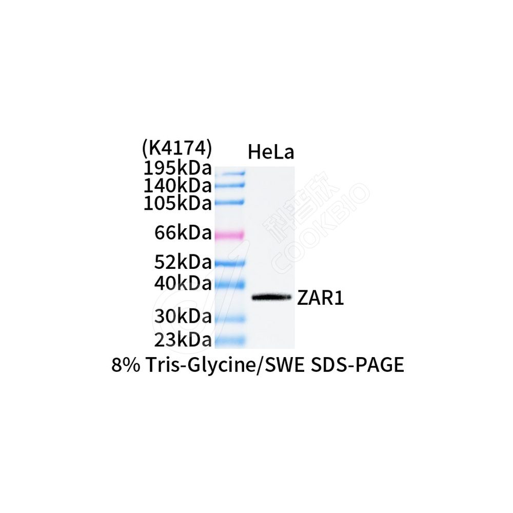 ZAR1_WB