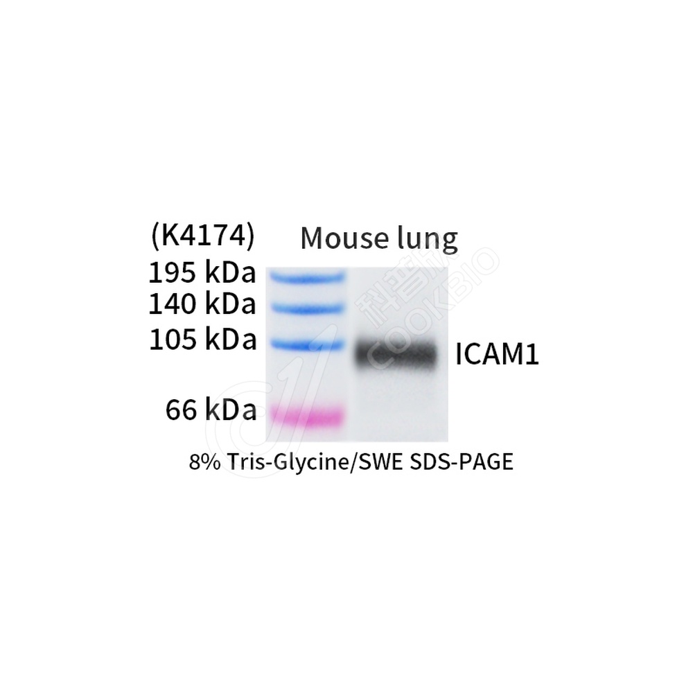 ICAM1_WB