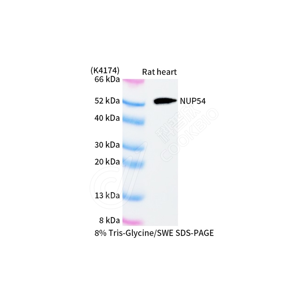 NUP54_WB