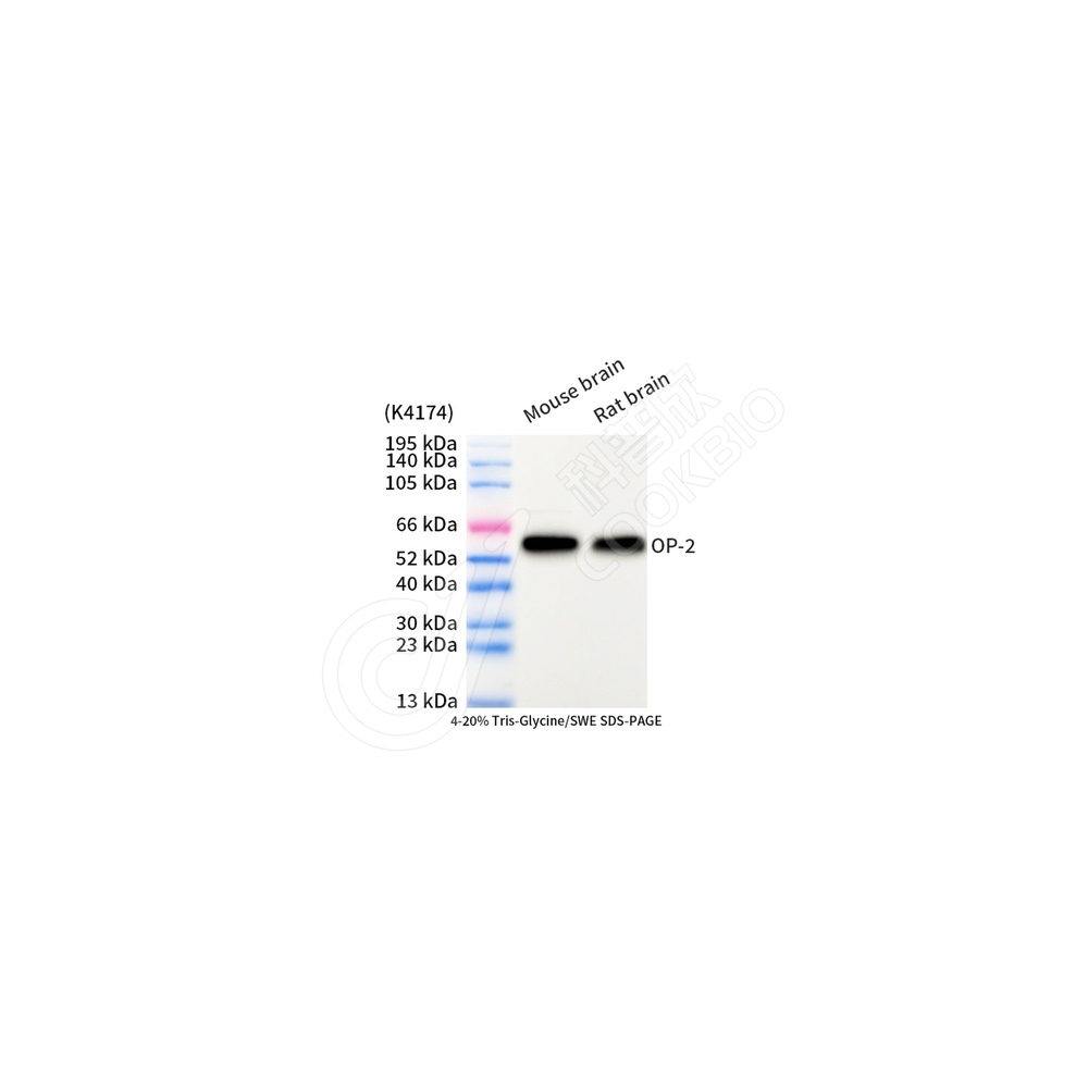 OP_WB-2