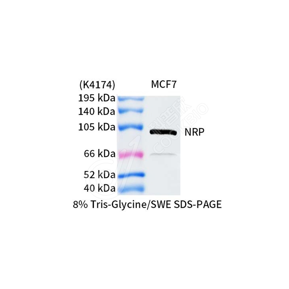 NRP2_WB