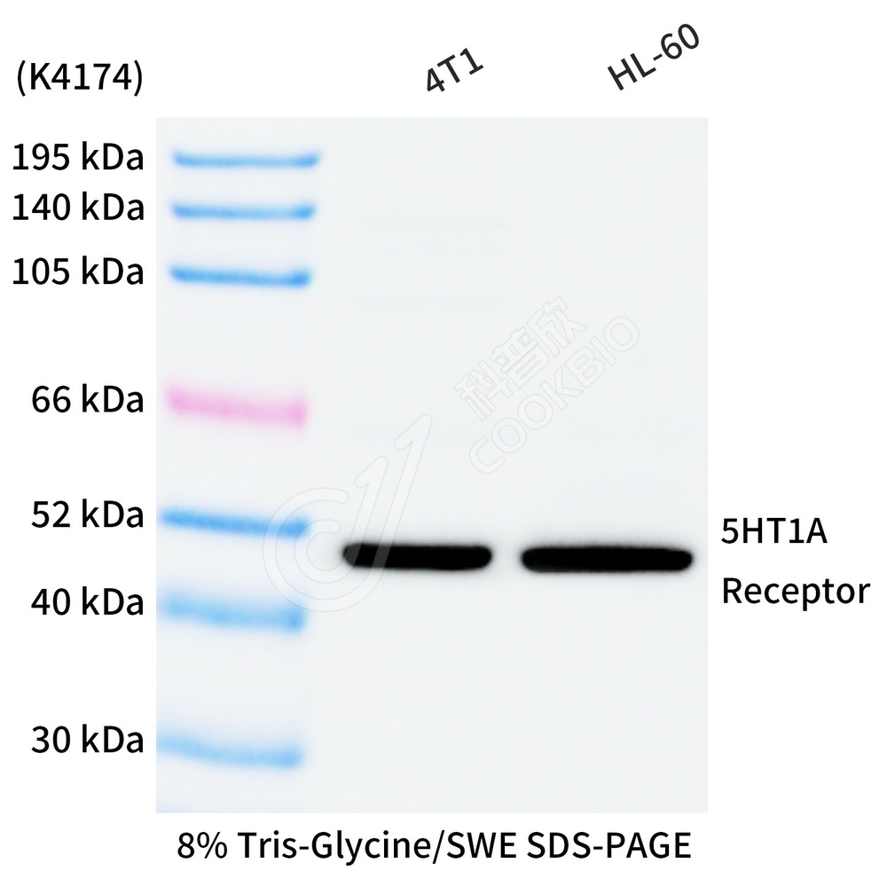 5HT1A Receptor_WB
