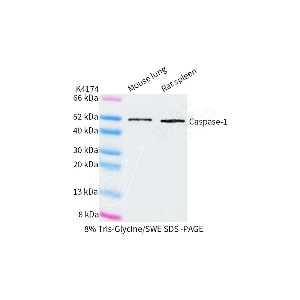 260630_Caspase-1_WB