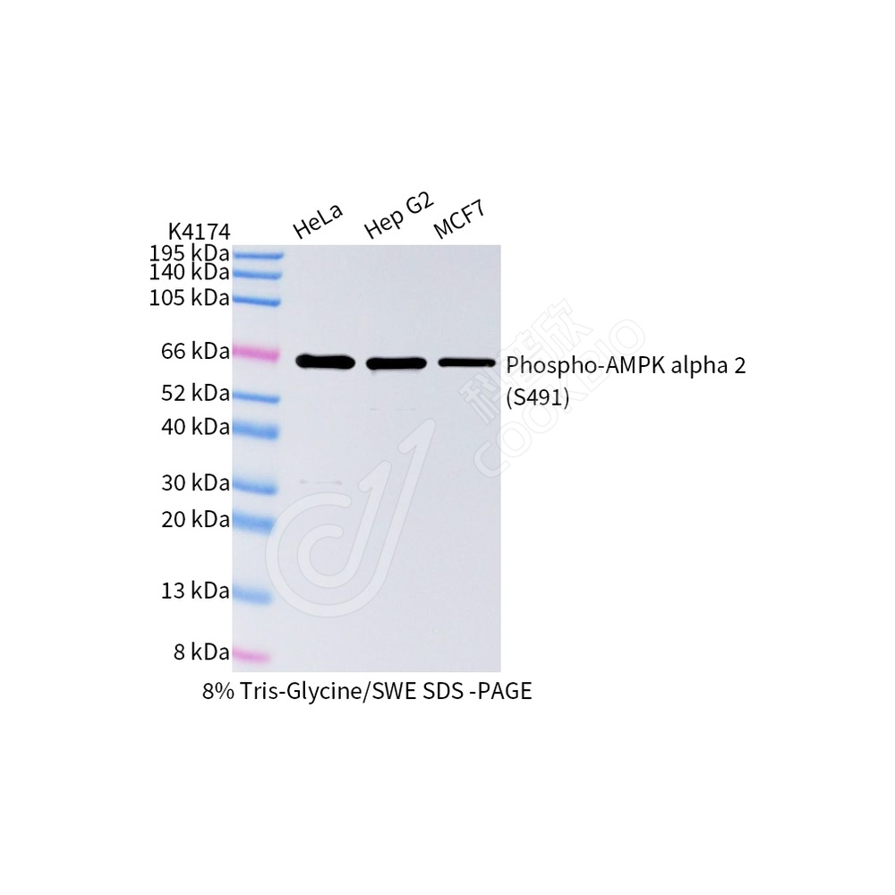 Phospho-AMPK alpha 2(S491)_WB