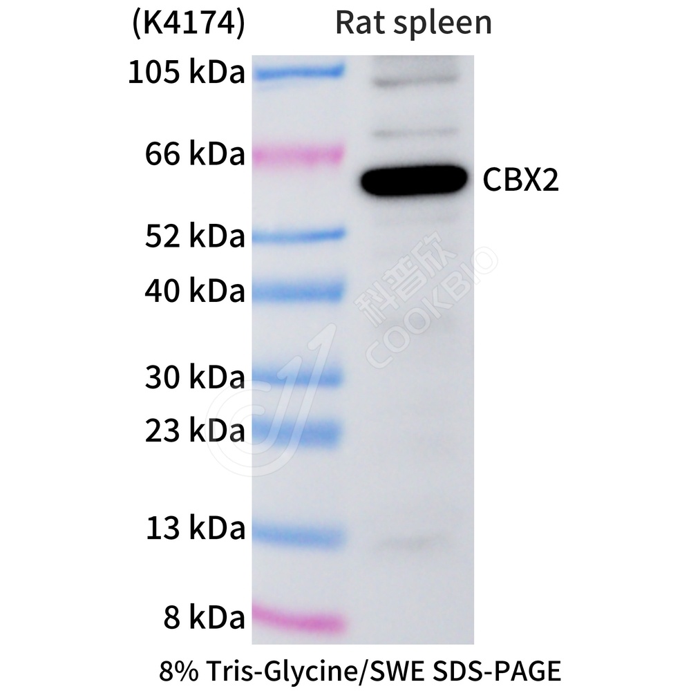 CBX2_WB