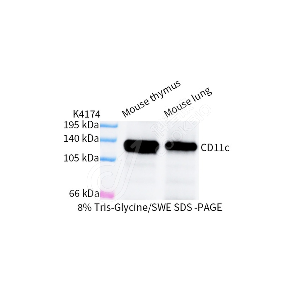 CD11c_WB