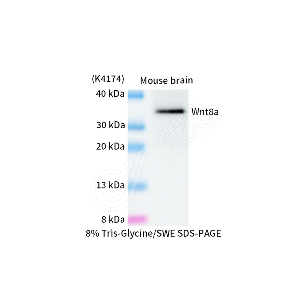 Wnt8a_WB