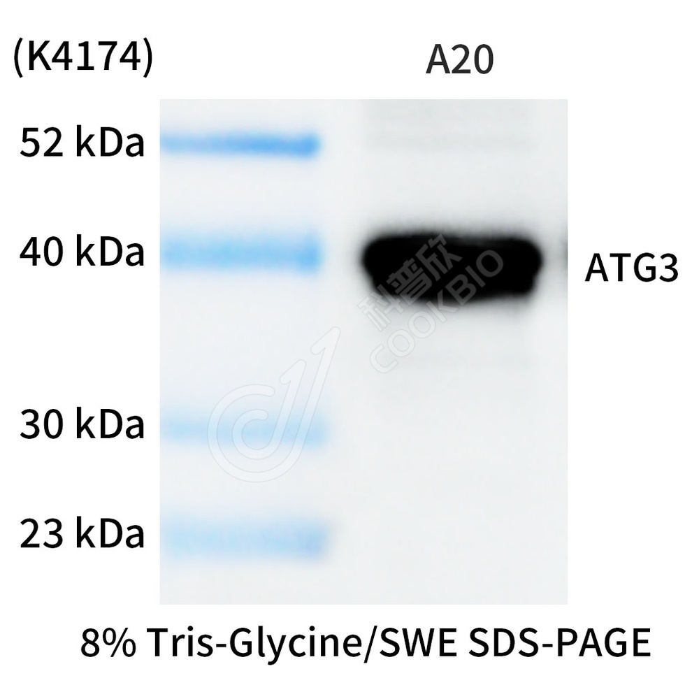 ATG3_WB