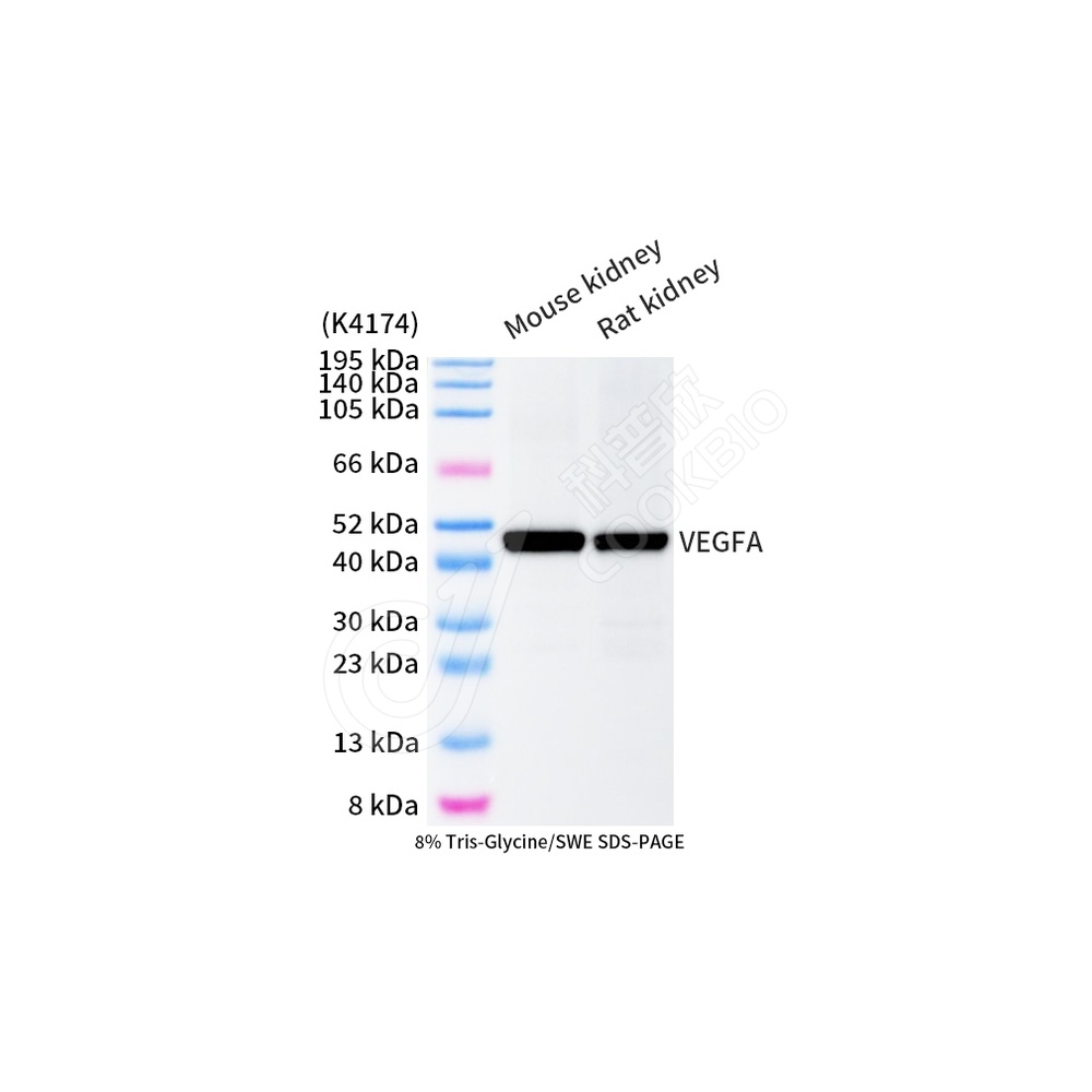 VEGFA_WB