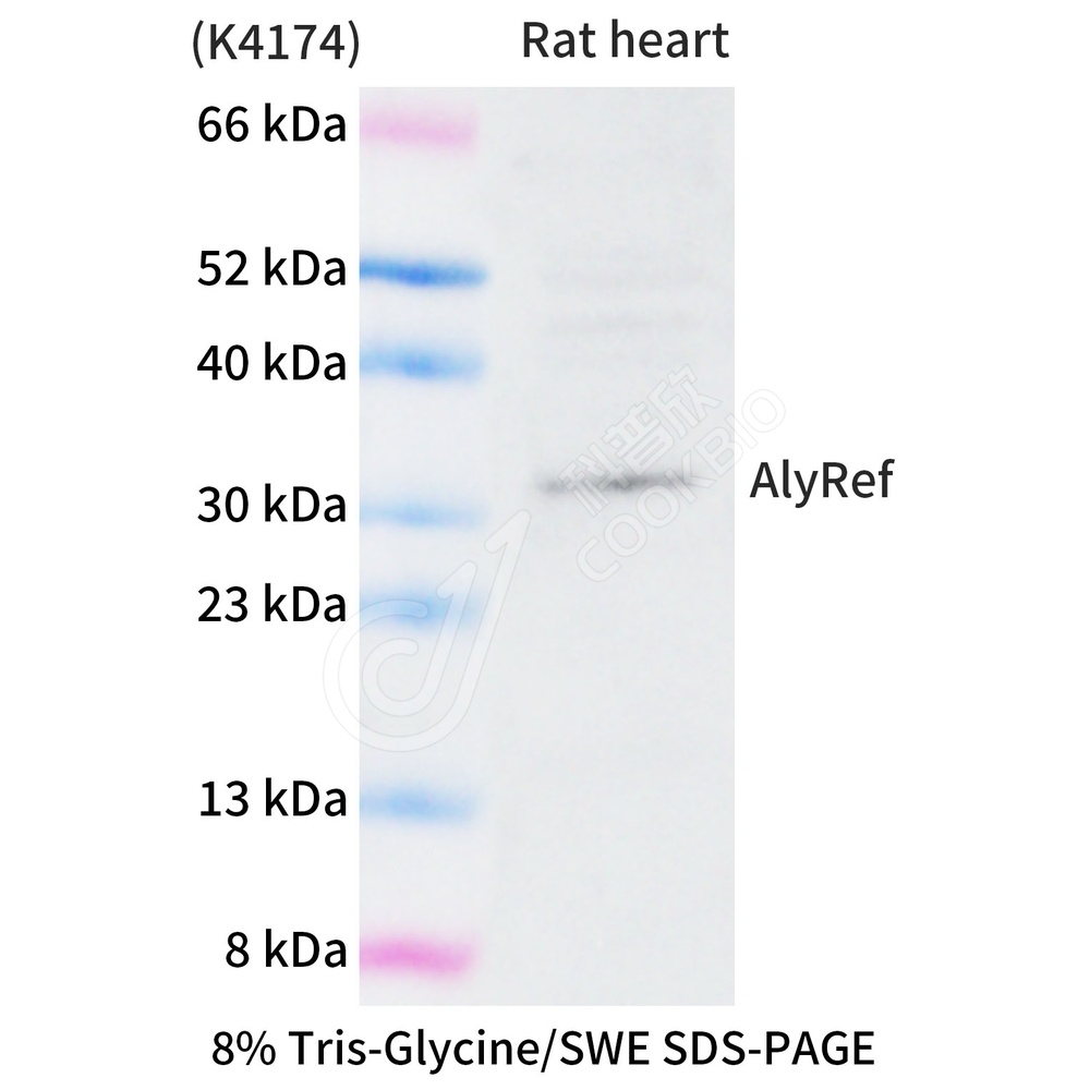 AlyRef_WB