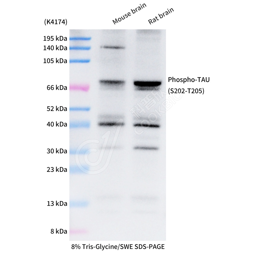 Phospho-TAU (S202-T205)_WB