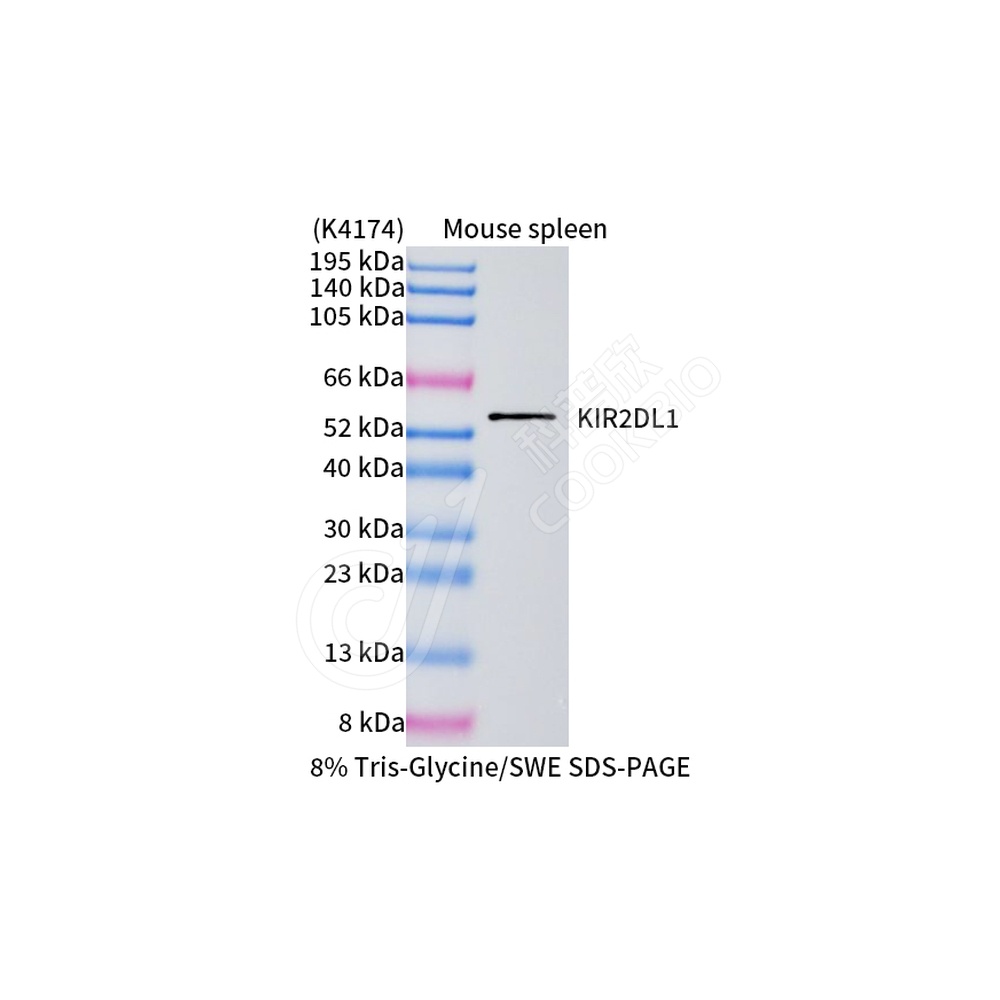 KIR2DL1_WB