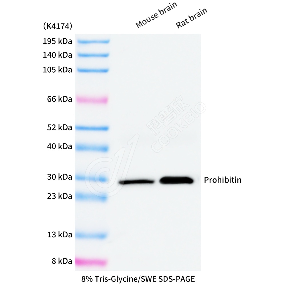 Prohibitin_WB