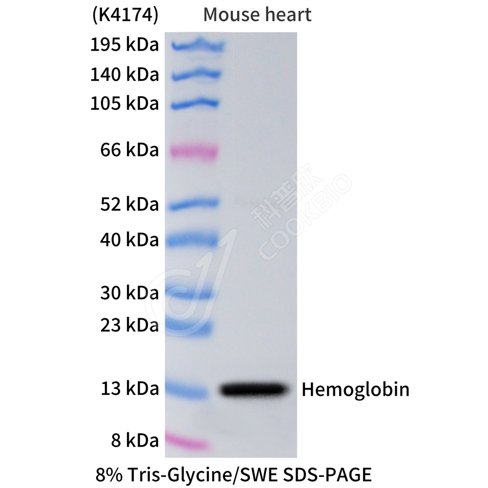 Hemoglobin subunit alpha_WB