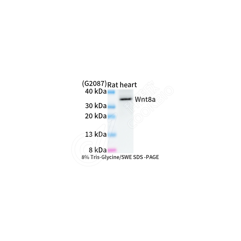 Wnt8a_WB-2