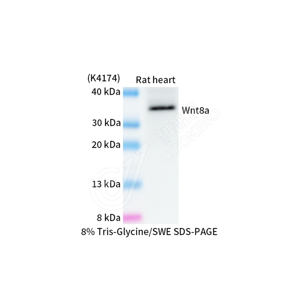 Wnt8a_WB-2