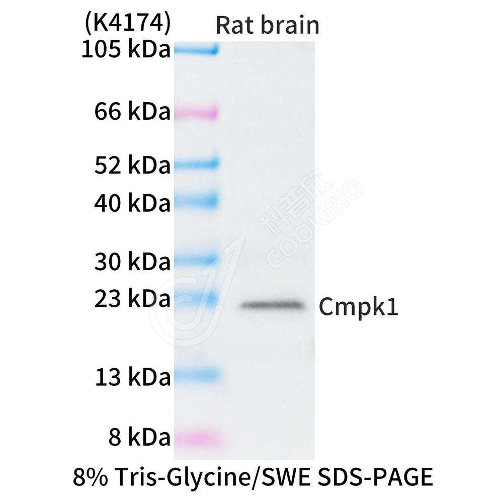 Cmpk1_WB