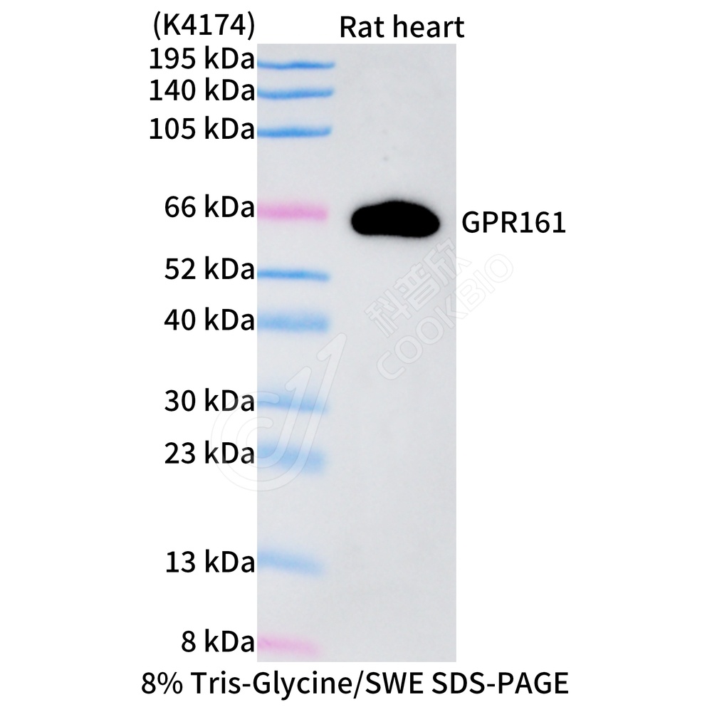 GPR161_WB