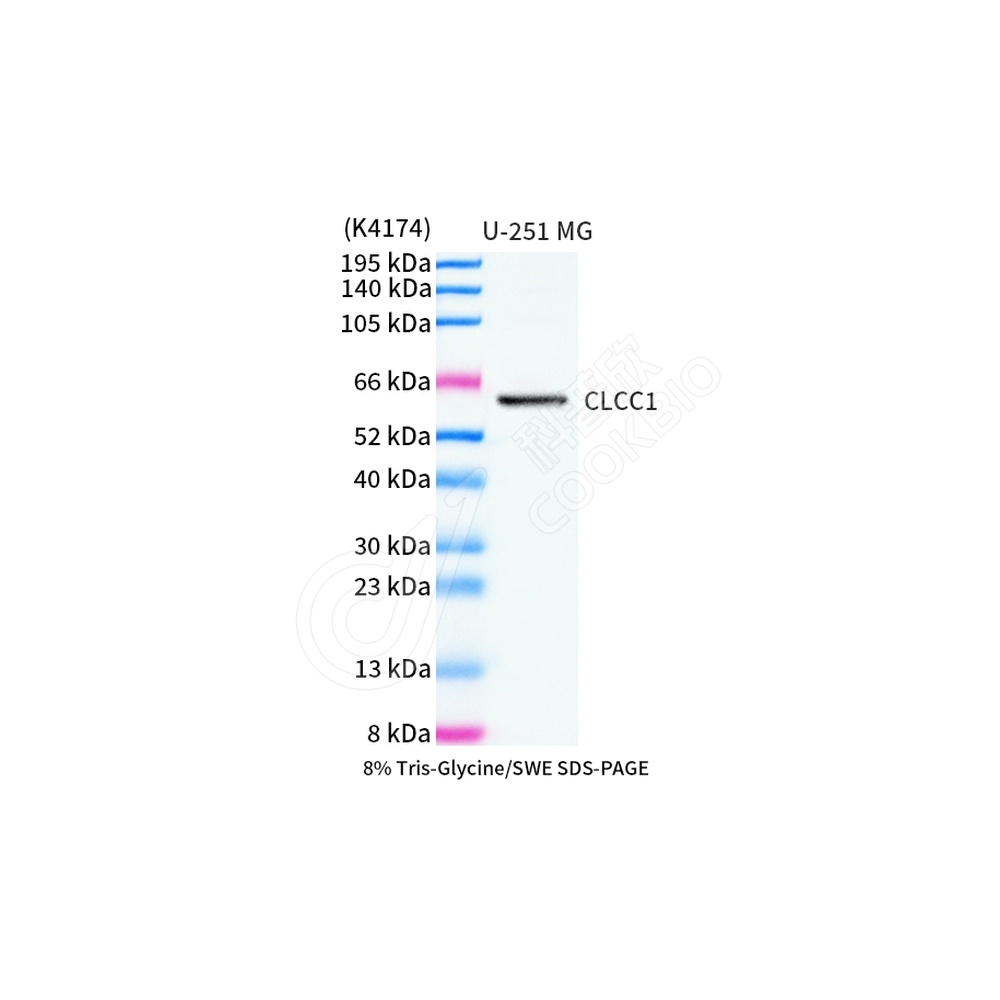 CLCC1_WB