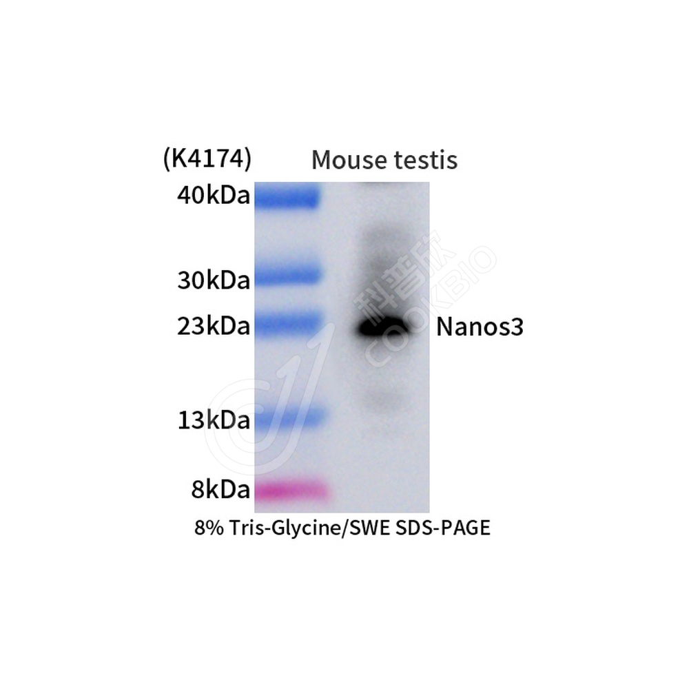 Nanos3_d1000_WB