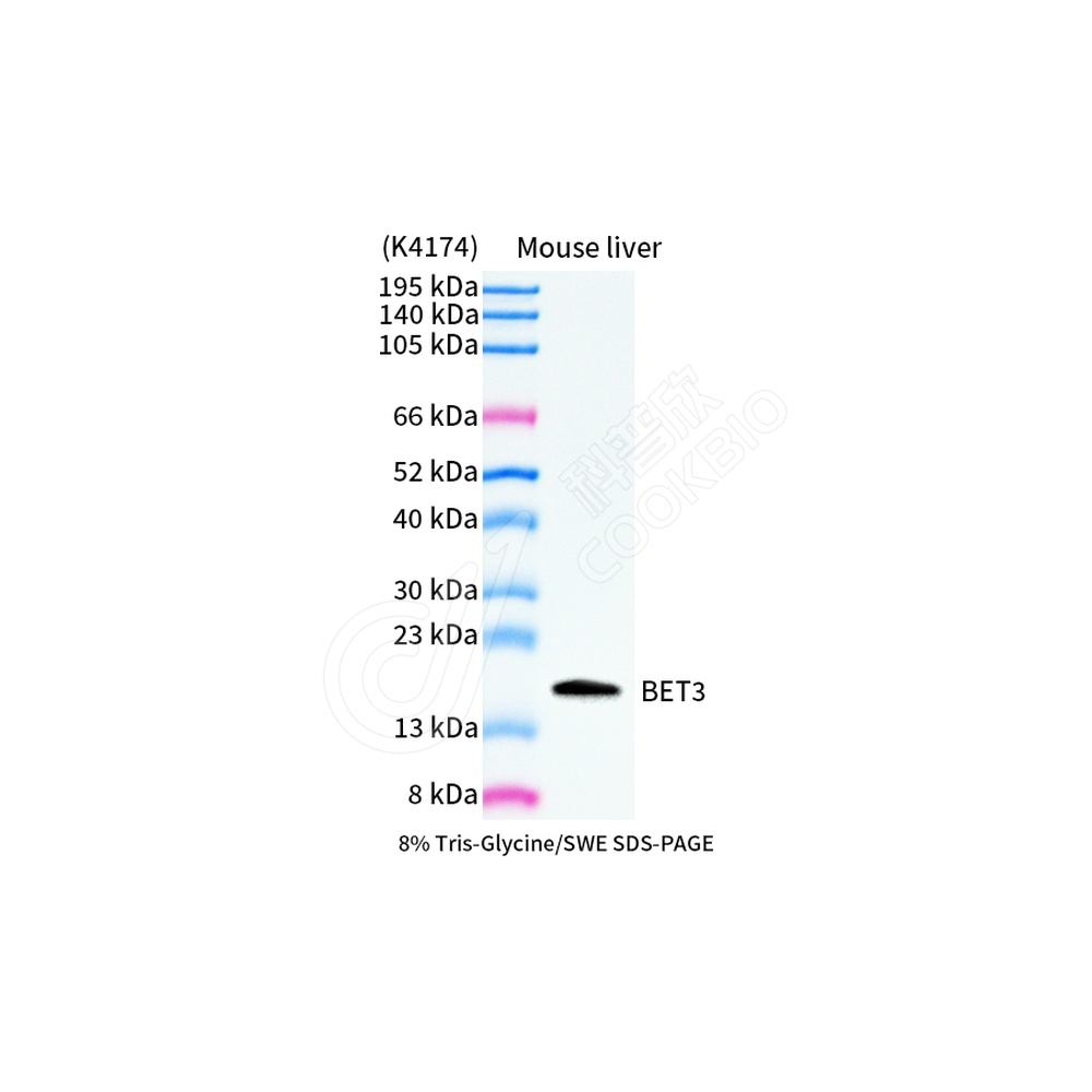 BET3_WB