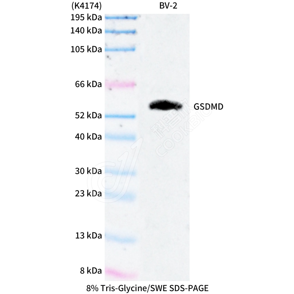 GSDMD_WB